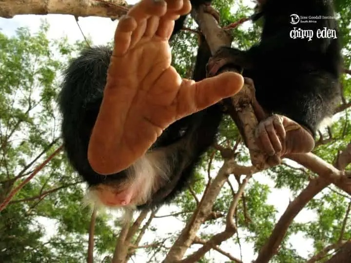 Tại sao con người mất khả năng cử động từng ngón chân riêng biệt?- Ảnh 2. Cấu trúc bàn chân người